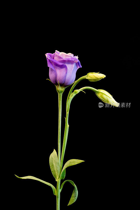 紫秀草原龙胆花宏，vintage fine art静物的一个花蕾，茎，黑色背景，在绘画风格